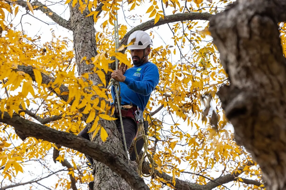 Skilled Tree Pruning crew working in Dacoma
